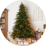 Vainagi, egles, augi